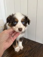 Red, a male Australian Shepherd for sale in Deerfield, NH – Photo 2 of 7