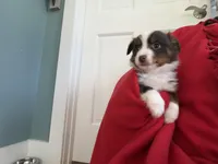 Red, a male Australian Shepherd for sale in Deerfield, NH – Photo 3 of 7