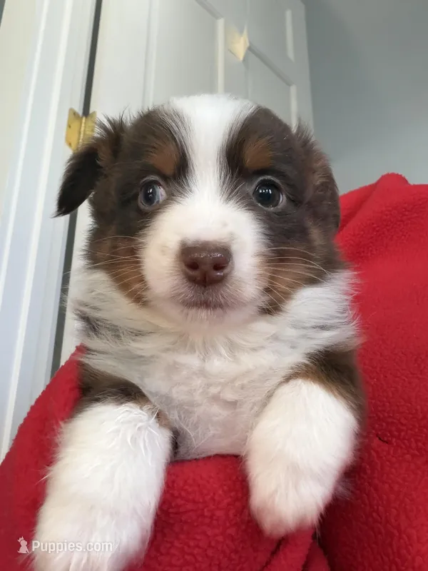 Red – Australian Shepherd puppy for sale in Deerfield, NH
