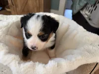 Lilly, a female Toy Australian Shepherd for sale in Deerfield, NH – 3 of 5