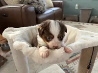 Willy, a male Toy Australian Shepherd for sale in Deerfield, NH – 3 of 4
