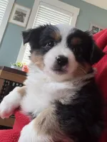 Moe, a male Toy Australian Shepherd for sale in Deerfield, NH – Photo 6 of 6