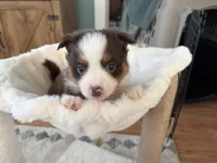 Tilly, a female Toy Australian Shepherd for sale in Deerfield, NH – 2 of 5
