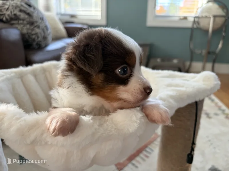 Willy – Toy Australian Shepherd puppy for sale in Deerfield, NH