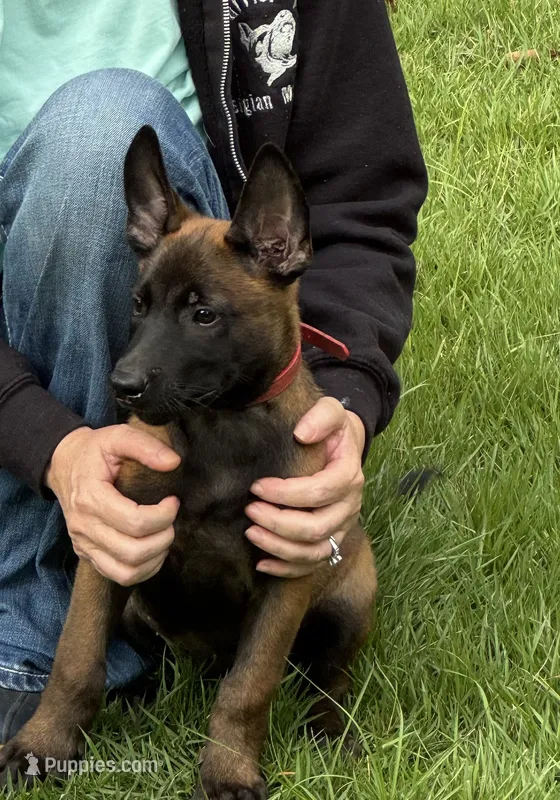 Red collar  – Belgian Malinois puppy for sale in Aiken, SC