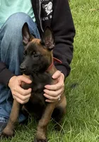 Red collar , a male Belgian Malinois for sale in Aiken, SC – 1 of 1