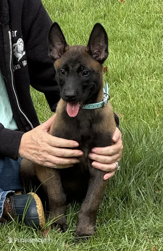 Blue collar – Belgian Malinois puppy for sale in Aiken, SC