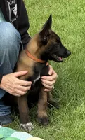 Orange collar, a male Belgian Malinois for sale in Aiken, SC – 1 of 1