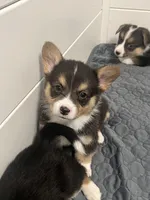 Jianyu, a male Pembroke Welsh Corgi for sale in Amarillo, TX – Photo 2 of 3