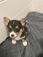 Jianyu, a male Pembroke Welsh Corgi for sale in Amarillo, TX – Photo 3 of 3