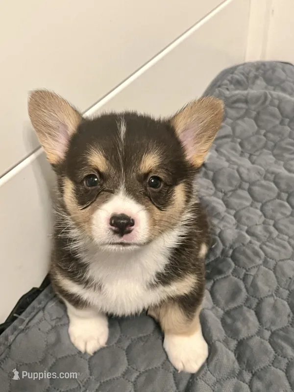 Jianyu – Pembroke Welsh Corgi puppy for sale in Amarillo, TX