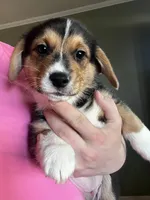 Chidi, a male Pembroke Welsh Corgi for sale in Amarillo, TX – 8 of 8