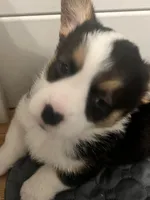 Bomba-john, a male Pembroke Welsh Corgi for sale in Amarillo, TX – Photo 2 of 2