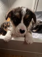 Bomba-john, a male Pembroke Welsh Corgi for sale in Amarillo, TX – Photo 1 of 2