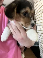 Chidi, a male Pembroke Welsh Corgi for sale in Amarillo, TX – 5 of 8