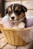 Chidi, a male Pembroke Welsh Corgi for sale in Amarillo, TX – Photo 1 of 5