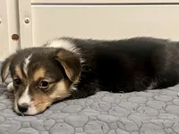 Chidi, a male Pembroke Welsh Corgi for sale in Amarillo, TX – Photo 4 of 5