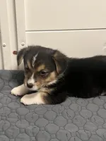 Chidi, a male Pembroke Welsh Corgi for sale in Amarillo, TX – Photo 5 of 5