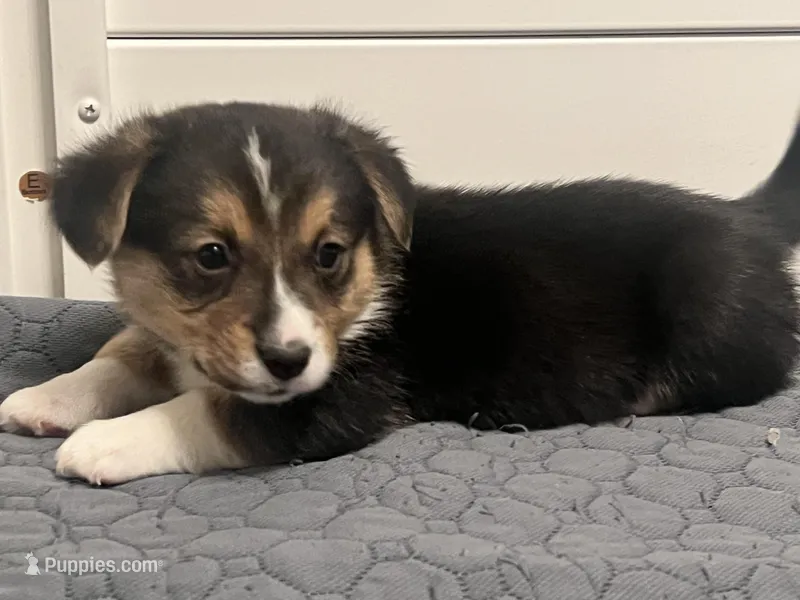Chidi – Pembroke Welsh Corgi puppy for sale in Amarillo, TX