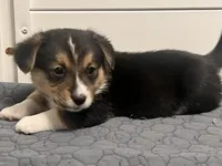 Chidi, a male Pembroke Welsh Corgi for sale in Amarillo, TX – Photo 2 of 5