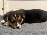 Chidi, a male Pembroke Welsh Corgi for sale in Amarillo, TX – Photo 3 of 5