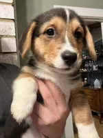 Chidi, a male Pembroke Welsh Corgi for sale in Amarillo, TX – 7 of 8