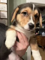 Chidi, a male Pembroke Welsh Corgi for sale in Amarillo, TX – 6 of 8