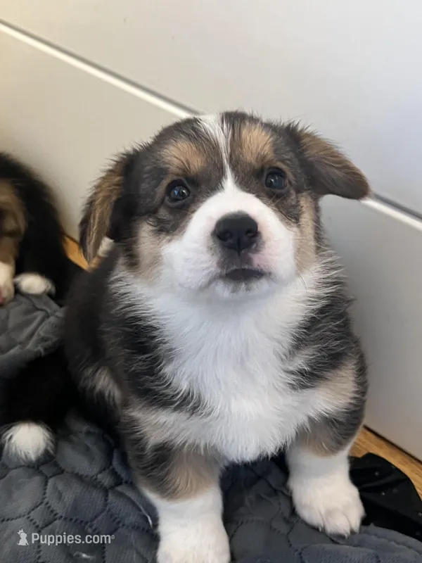 Tahani – Pembroke Welsh Corgi puppy for sale in Amarillo, TX