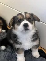 Tahani, a female Pembroke Welsh Corgi for sale in Amarillo, TX – Photo 1 of 3