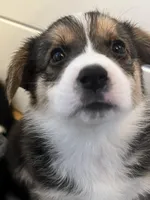 Tahani, a female Pembroke Welsh Corgi for sale in Amarillo, TX – Photo 2 of 3