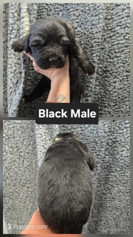 Black – Caucasian Ovcharka puppy for sale in Spring Creek, NV