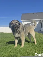 Blue, a male Caucasian Ovcharka for sale in Spring Creek, NV – 3 of 5