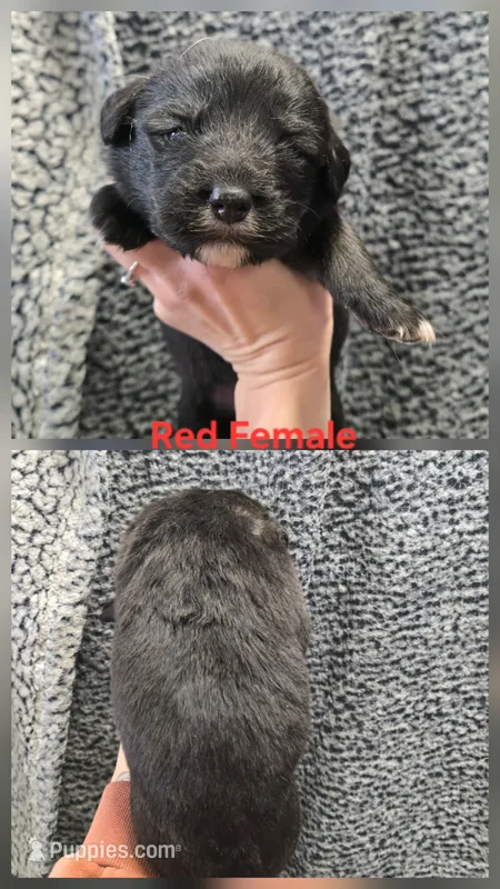 Red – Caucasian Ovcharka puppy for sale in Spring Creek, NV