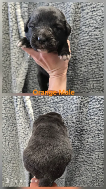 Orange – Caucasian Ovcharka puppy for sale in Spring Creek, NV