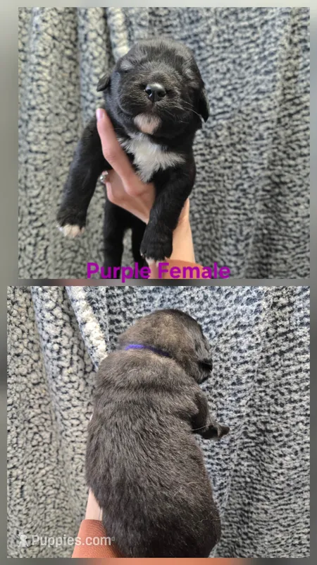 Purple – Caucasian Ovcharka puppy for sale in Spring Creek, NV