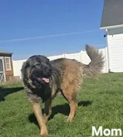Grey, a male Caucasian Ovcharka for sale in Spring Creek, NV – 4 of 5