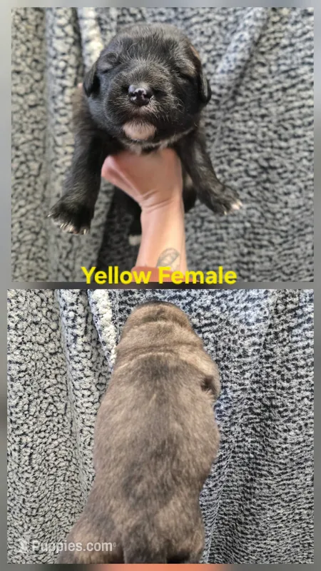 Yellow – Caucasian Ovcharka puppy for sale in Spring Creek, NV