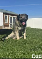 Black, a male Caucasian Ovcharka for sale in Spring Creek, NV – 2 of 5