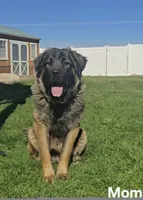 Blue, a male Caucasian Ovcharka for sale in Spring Creek, NV – 4 of 5