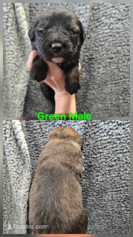 Green – Caucasian Ovcharka puppy for sale in Spring Creek, NV