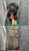 Green, a male Caucasian Ovcharka for sale in Spring Creek, NV – 1 of 5