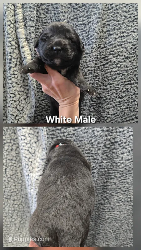 White – Caucasian Ovcharka puppy for sale in Spring Creek, NV
