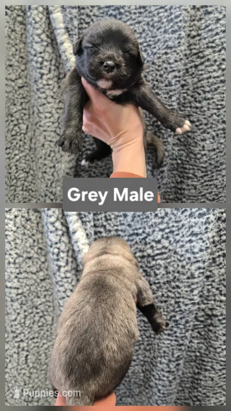 Grey – Caucasian Ovcharka puppy for sale in Spring Creek, NV
