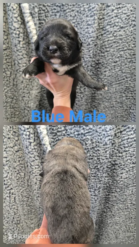 Blue – Caucasian Ovcharka puppy for sale in Spring Creek, NV