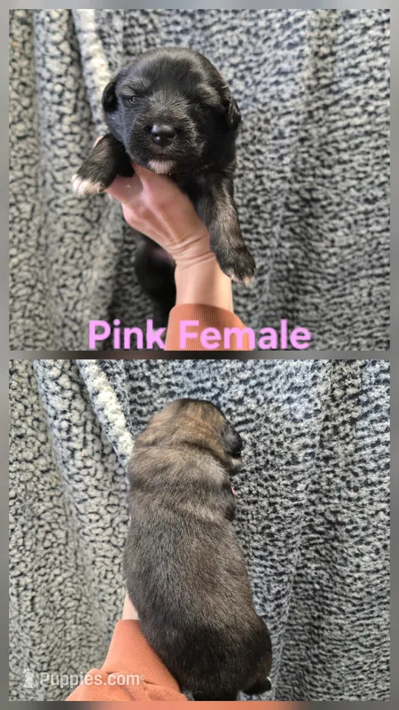 Pink – Caucasian Ovcharka puppy for sale in Spring Creek, NV