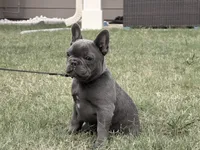 Ace, a male French Bulldog for sale in Atlanta, GA – 4 of 8