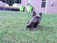 Ace, a male French Bulldog for sale in Atlanta, GA – 2 of 8