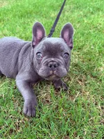 Ace, a male French Bulldog for sale in Atlanta, GA – 1 of 8