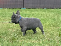 Ace, a male French Bulldog for sale in Atlanta, GA – 7 of 8