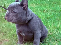 Ace, a male French Bulldog for sale in Atlanta, GA – 5 of 8
